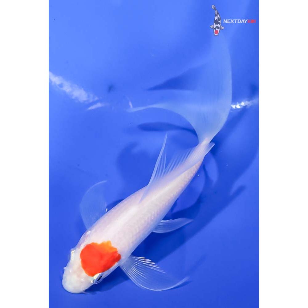 4” Imported Kohaku Butterfly Koi - Image 5