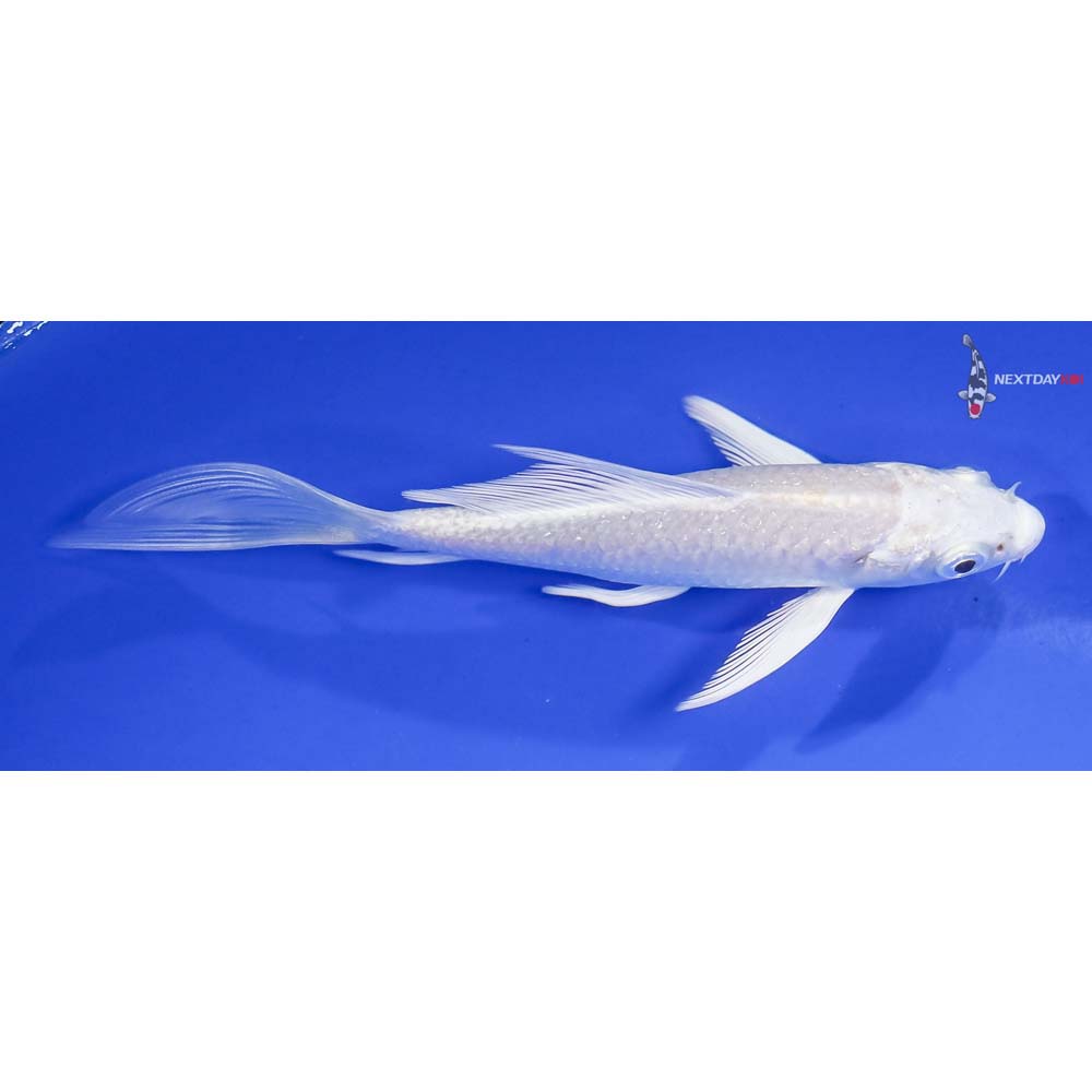 5” Imported Platinum Ogon Butterfly Koi - Image 2