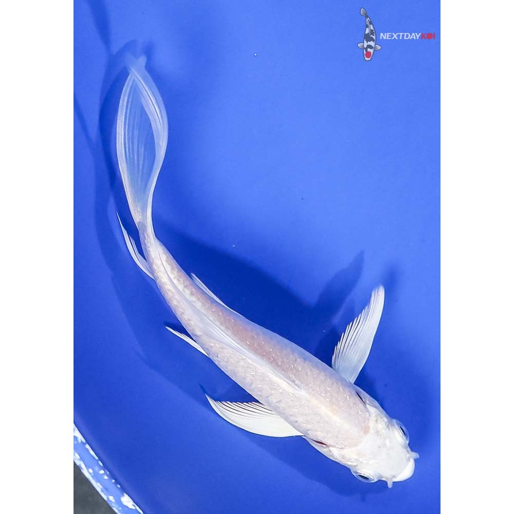 5” Imported Platinum Ogon Butterfly Koi - Image 3