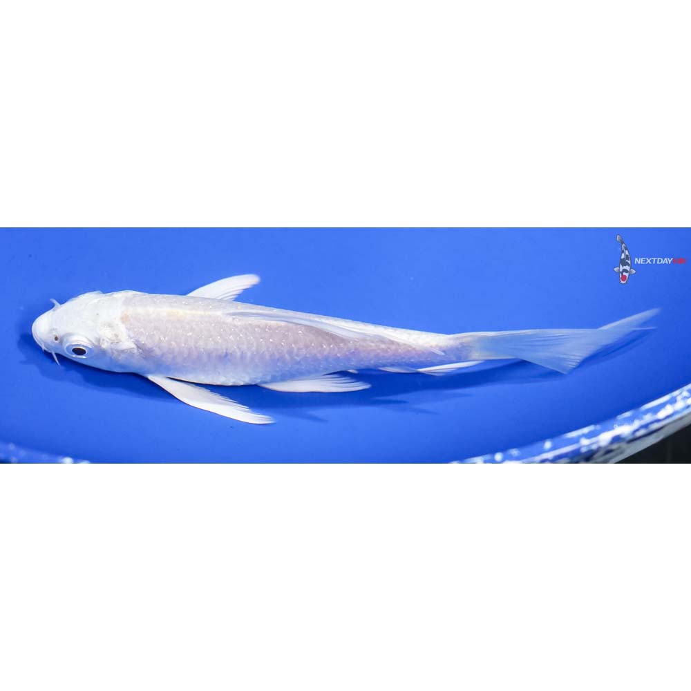 5” Imported Platinum Ogon Butterfly Koi - Image 4