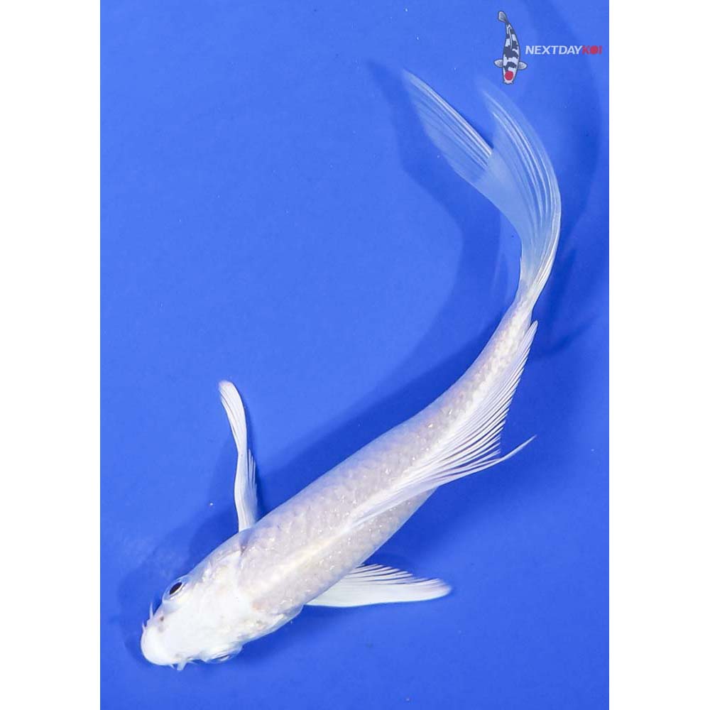 5” Imported Platinum Ogon Butterfly Koi - Image 5