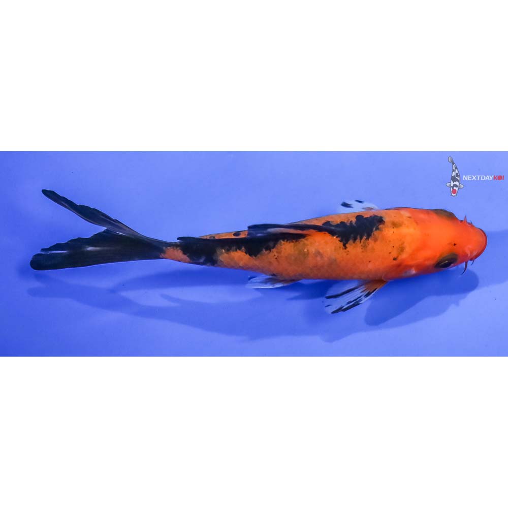 4” Imported Aka Bekko Butterfly Koi - Image 2