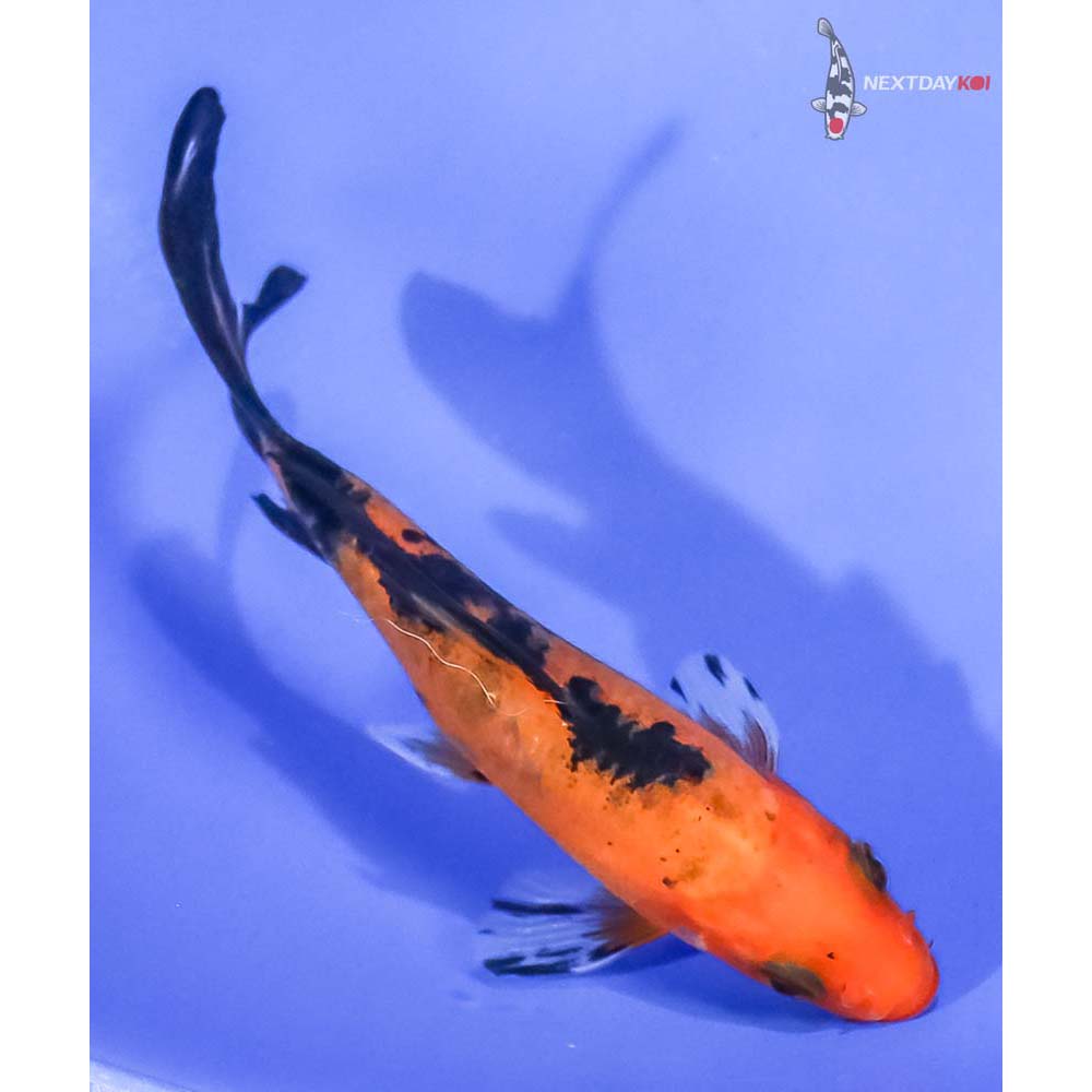 4” Imported Aka Bekko Butterfly Koi - Image 3