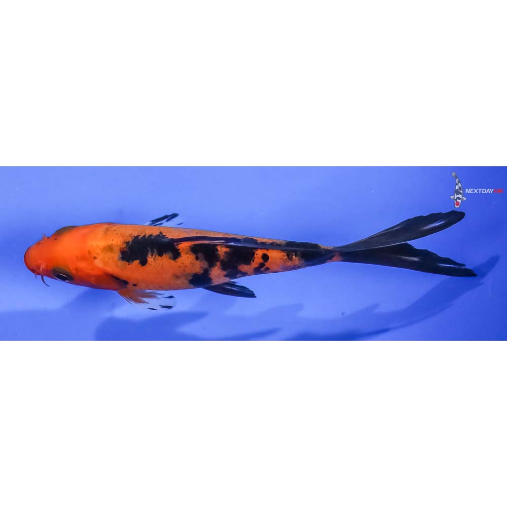 4” Imported Aka Bekko Butterfly Koi - Image 4