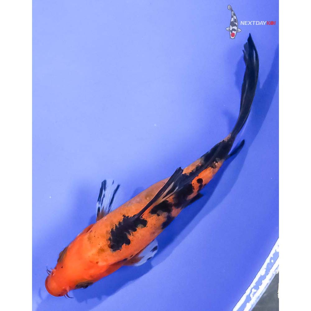 4” Imported Aka Bekko Butterfly Koi - Image 5