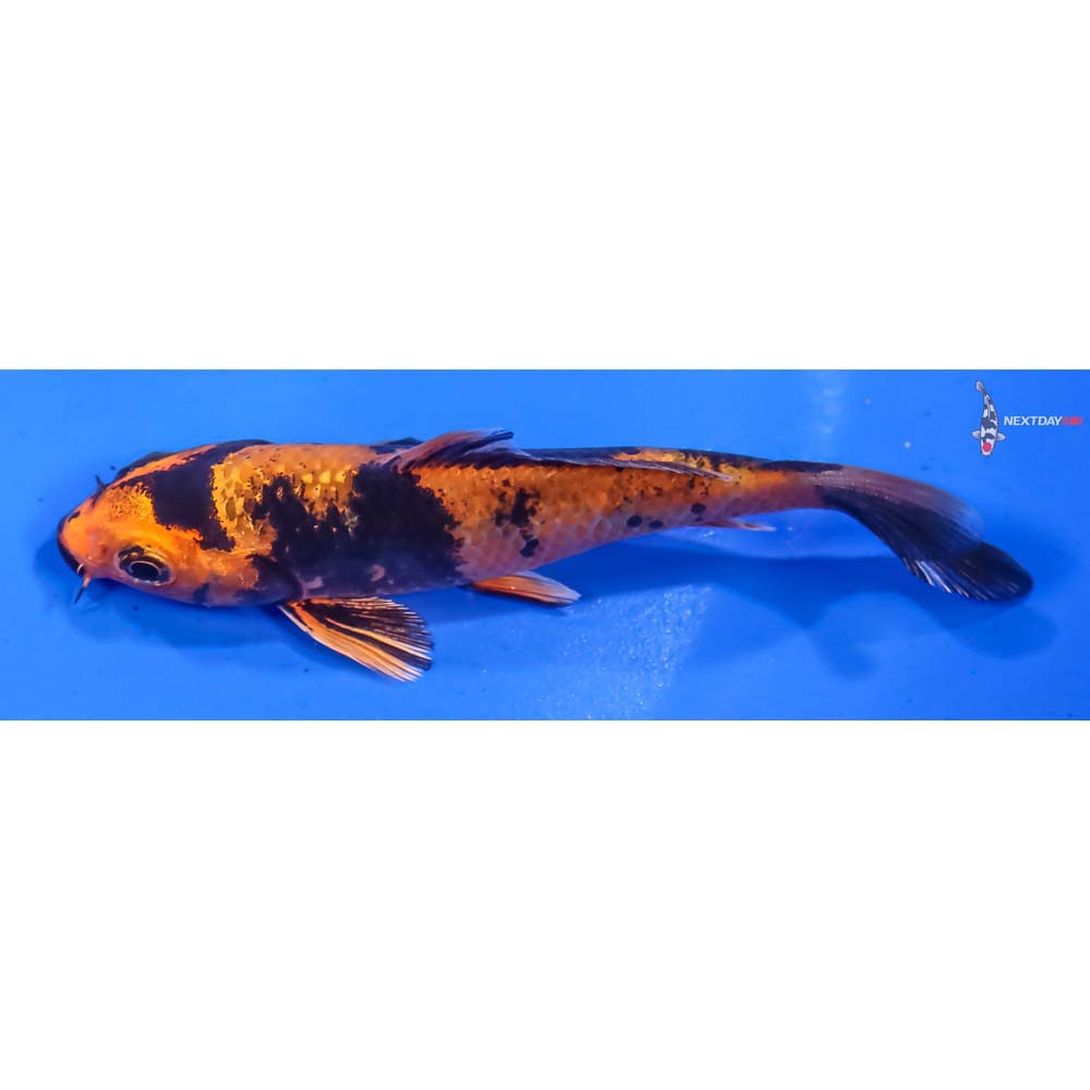 3.5” Imported Kin Hi Utsuri - Image 4