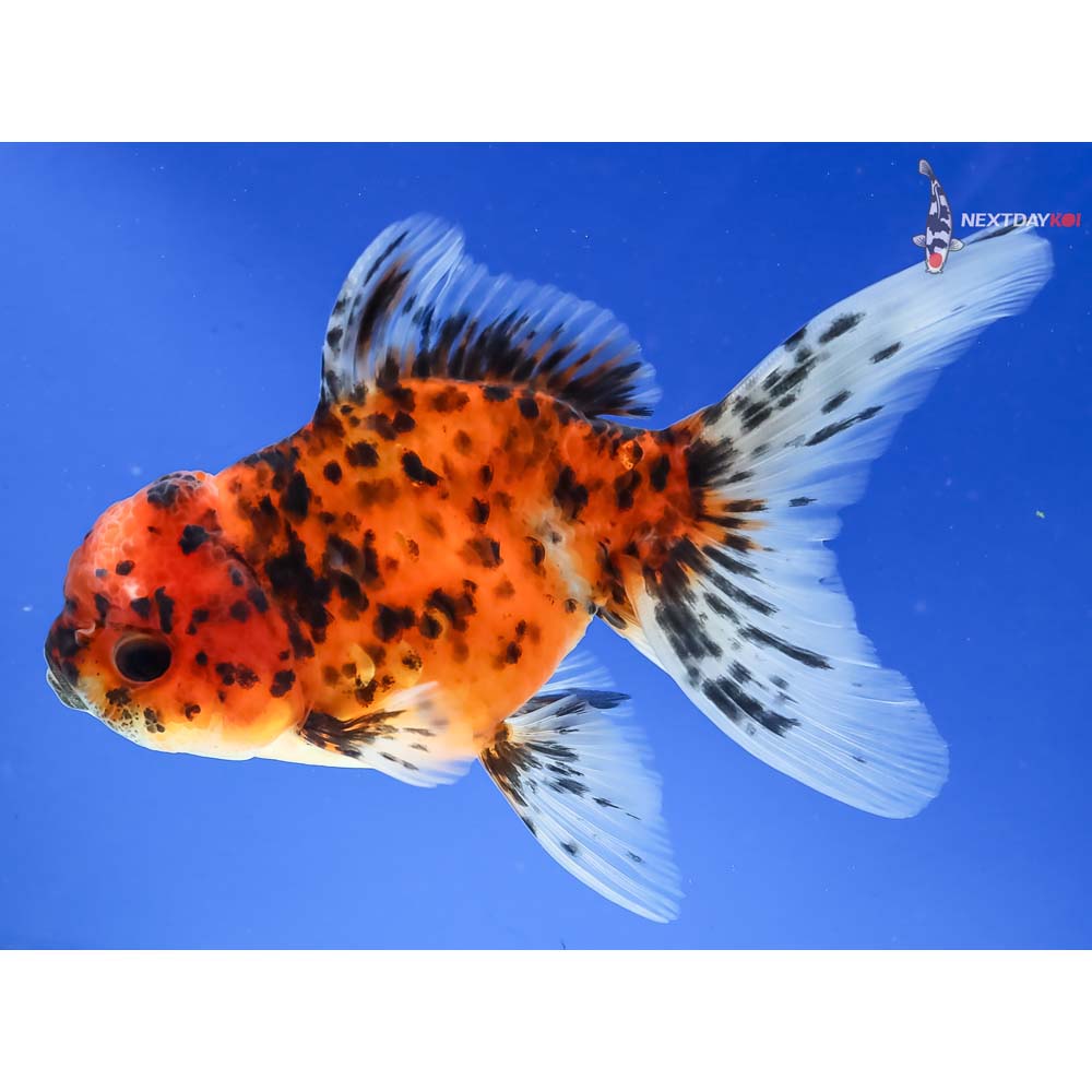 5” Imported Calico Oranda - Image 2