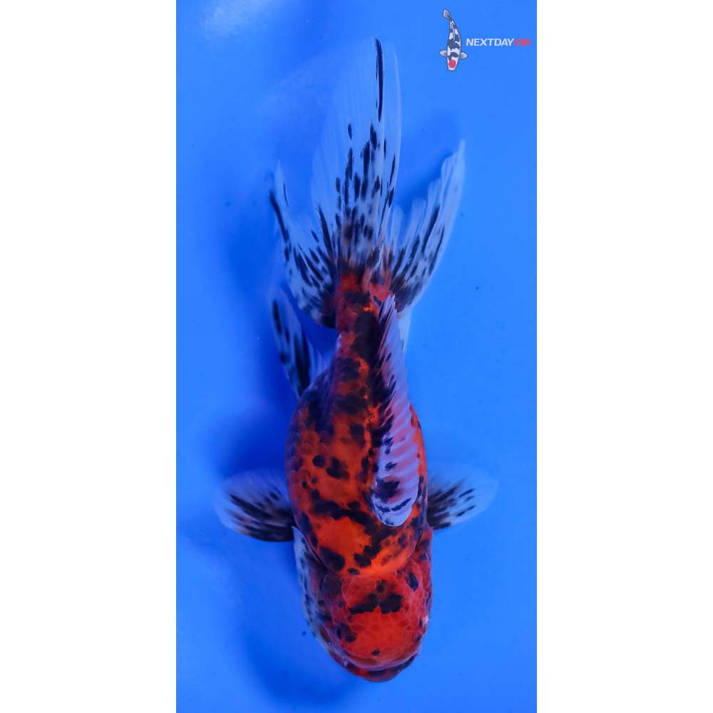 5” Imported Calico Oranda - Image 3