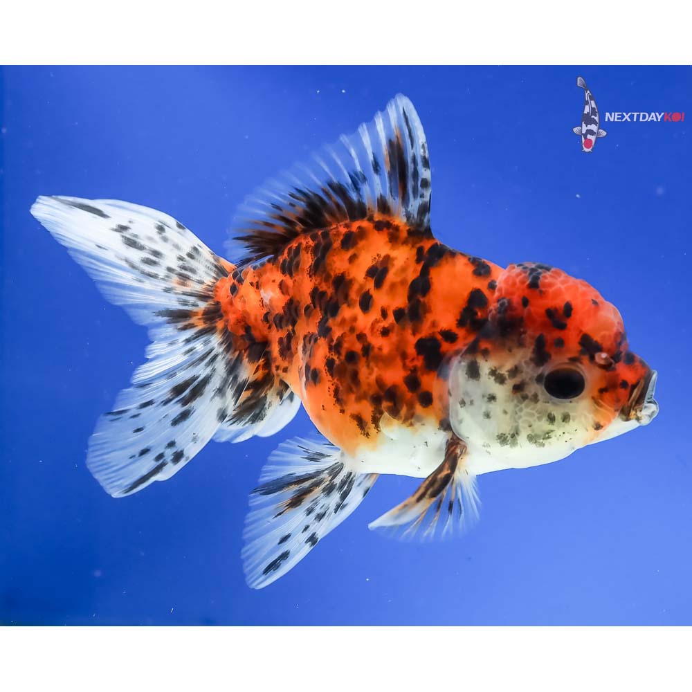 5” Imported Calico Oranda - Image 4