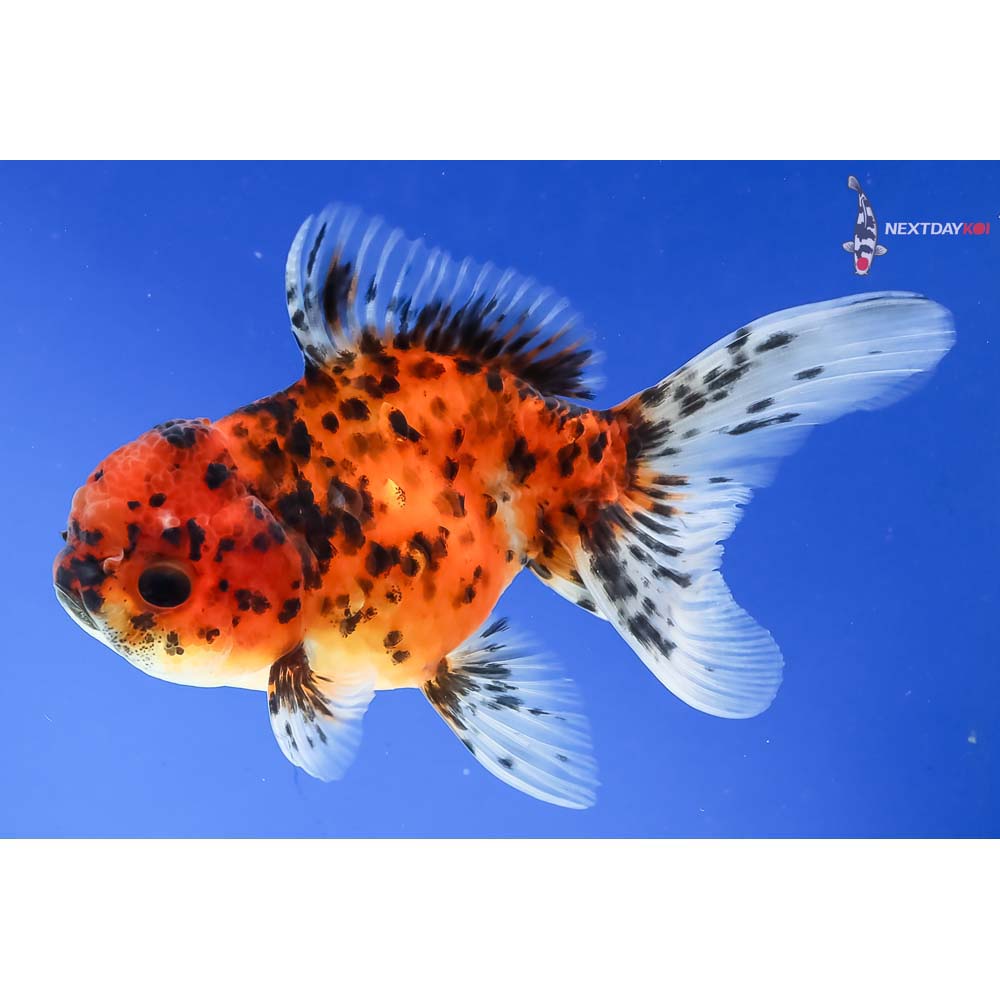 5” Imported Calico Oranda - Image 5