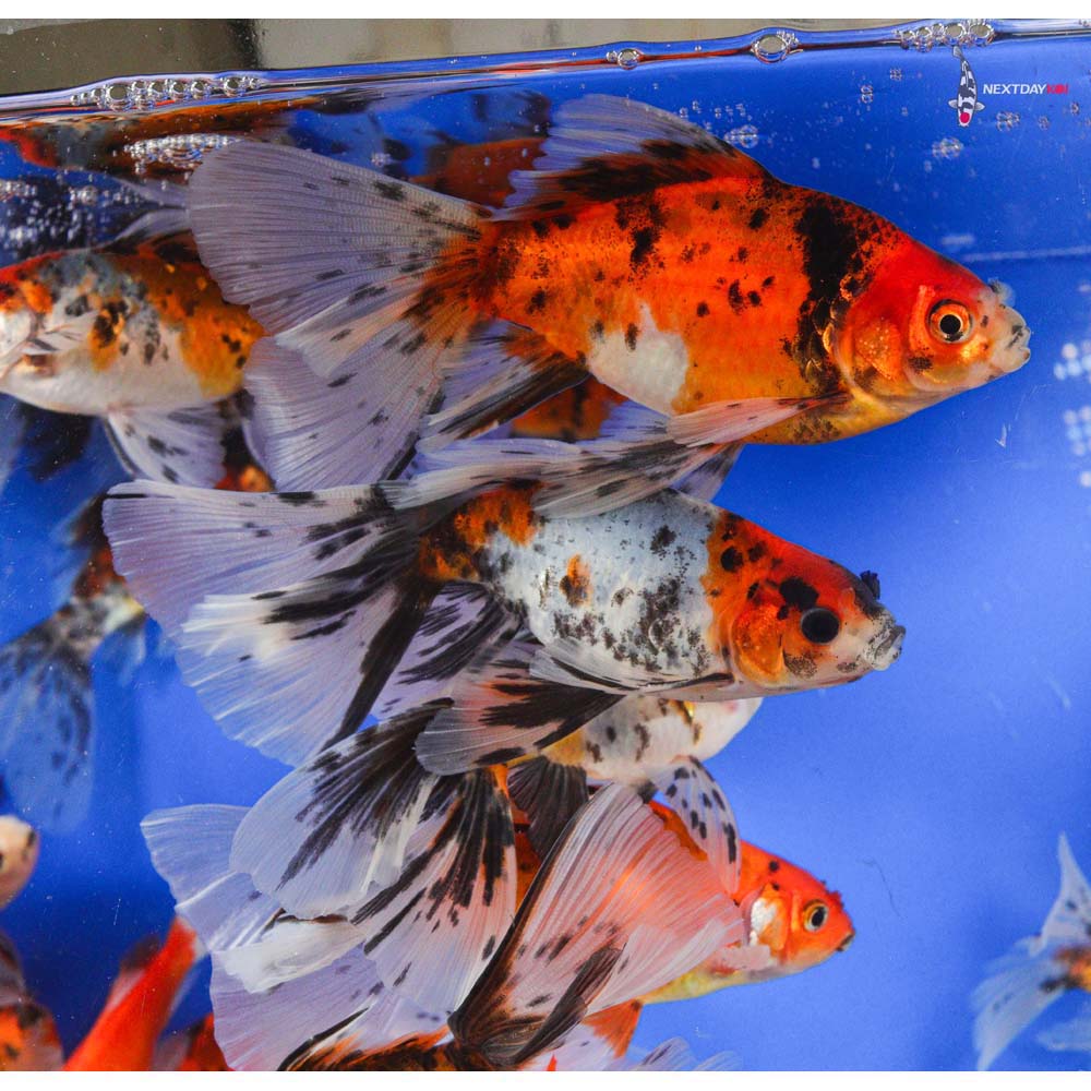 4-5” Imported Bristol Shubunkin Goldfish - Image 5