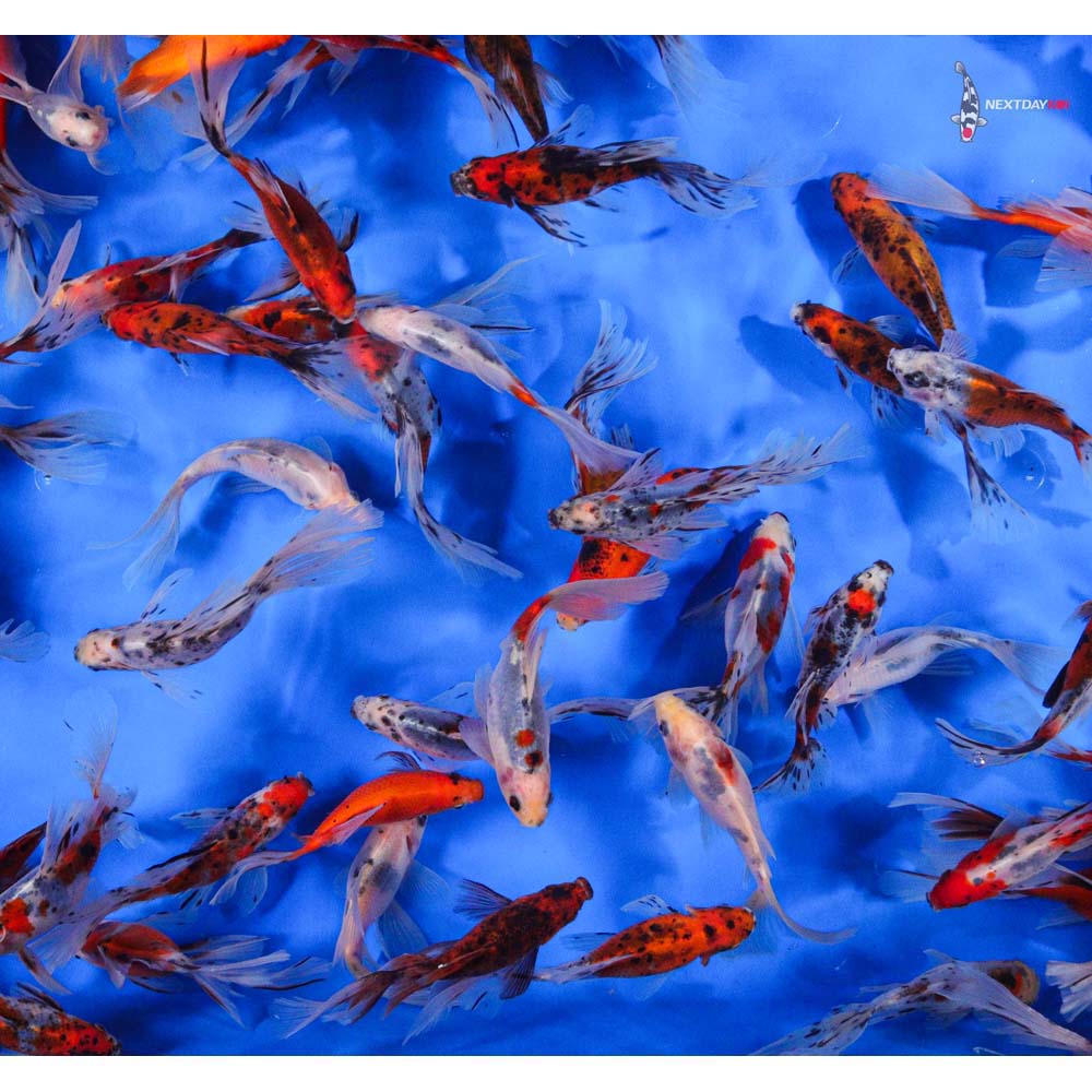 4-5” Imported Bristol Shubunkin Goldfish - Image 2