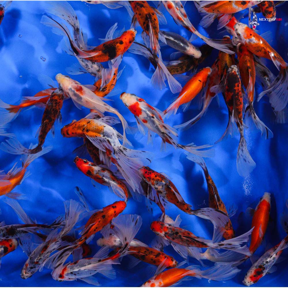 4-5” Imported Bristol Shubunkin Goldfish - Image 8