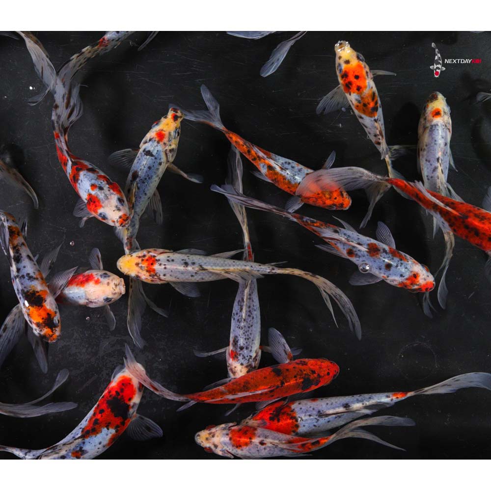 5-6” Imported Shubunkin Goldfish - Image 2