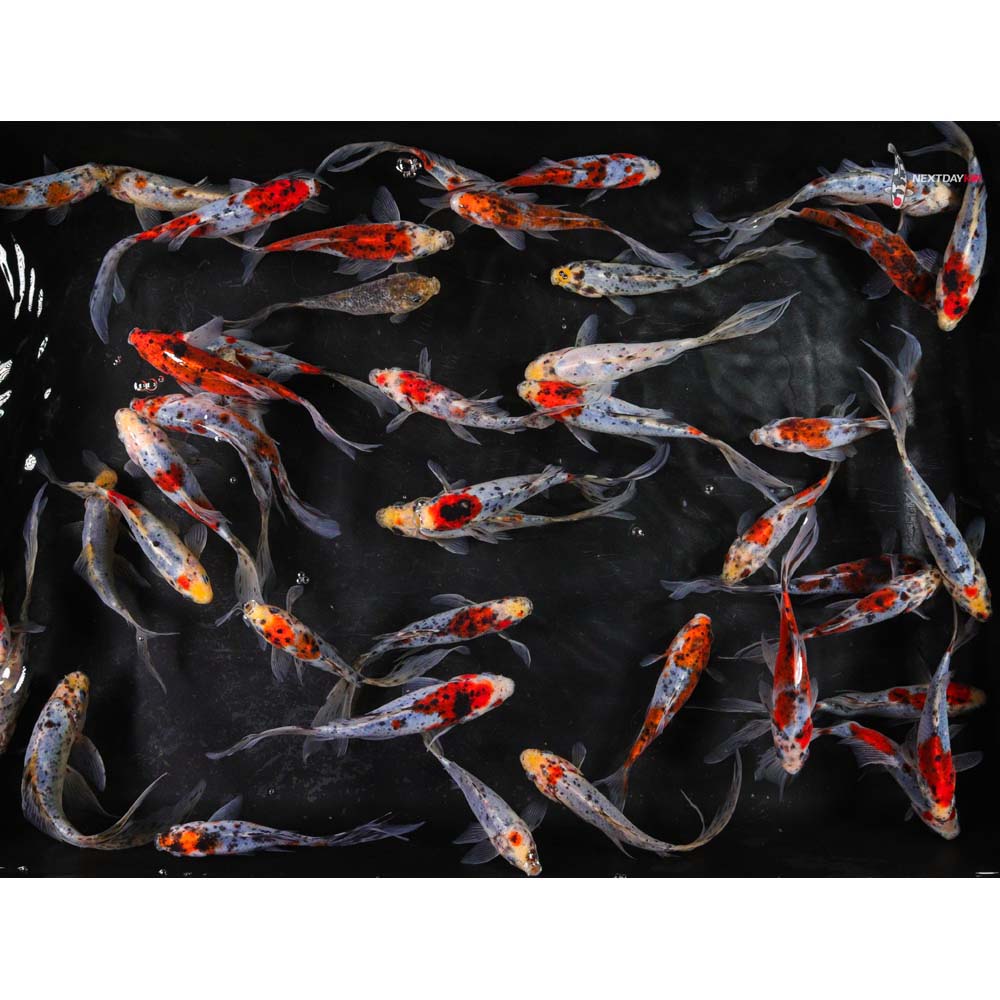5-6” Imported Shubunkin Goldfish - Image 8
