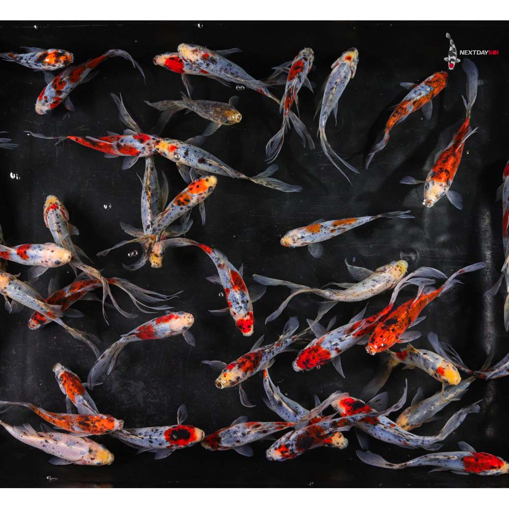 5-6” Imported Shubunkin Goldfish - Image 6