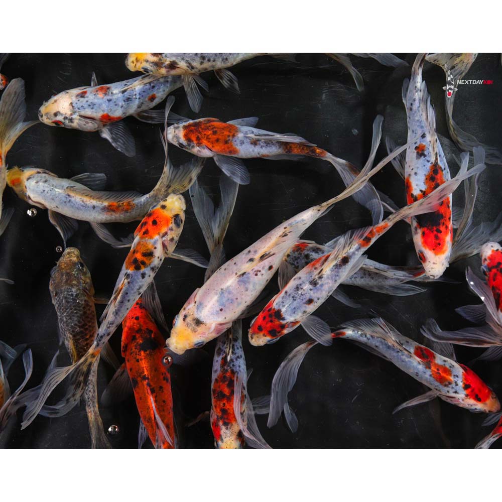 5-6” Imported Shubunkin Goldfish - Image 7
