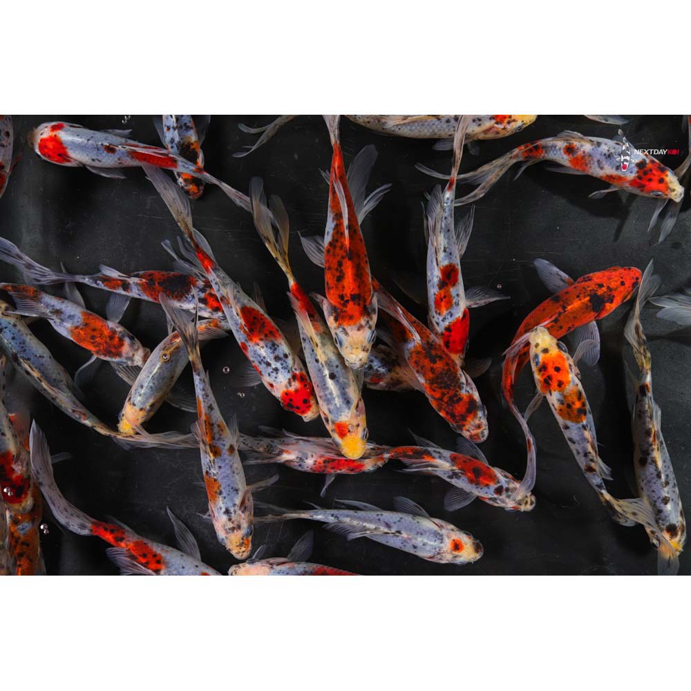 5-6” Imported Shubunkin Goldfish - Image 5