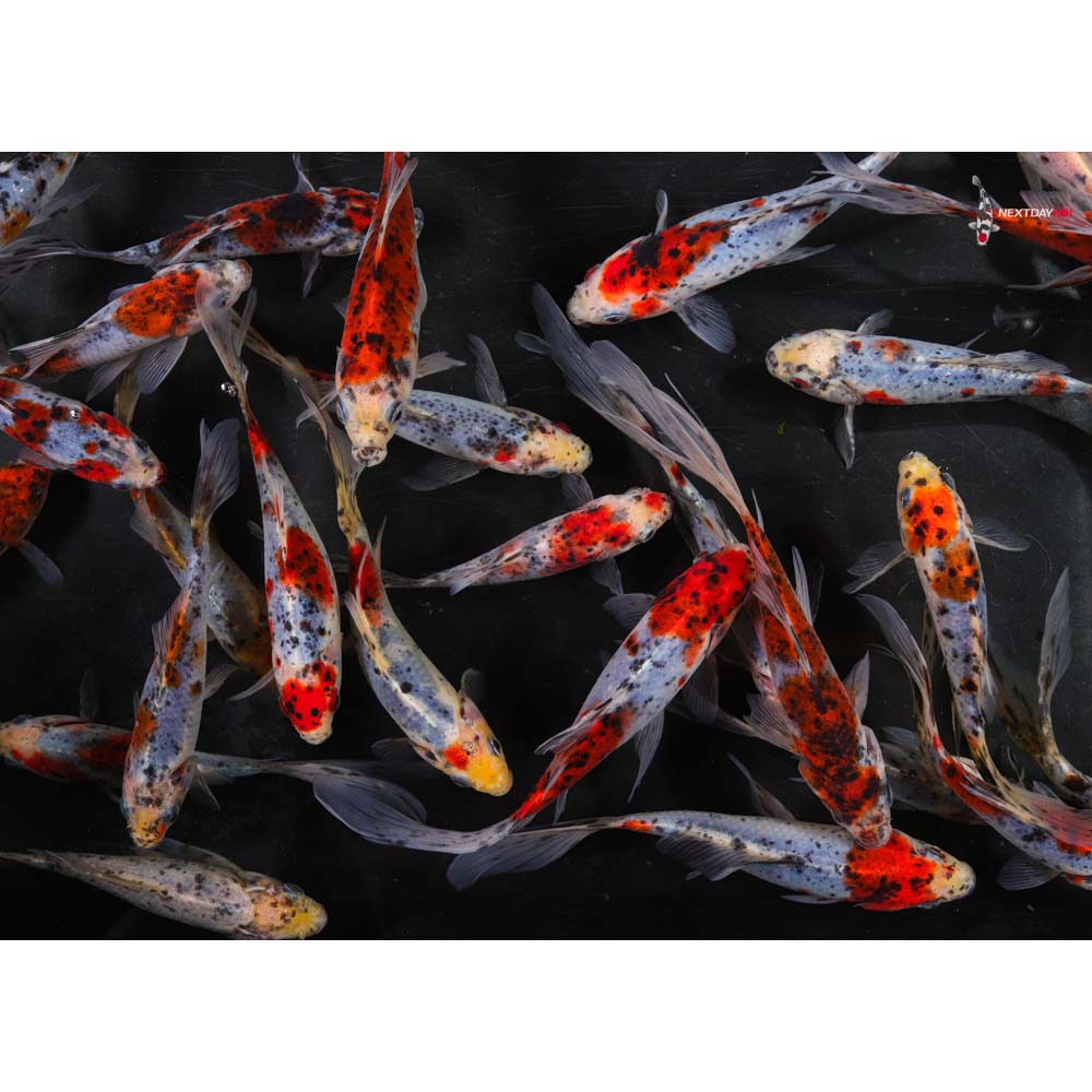 5-6” Imported Shubunkin Goldfish - Image 3