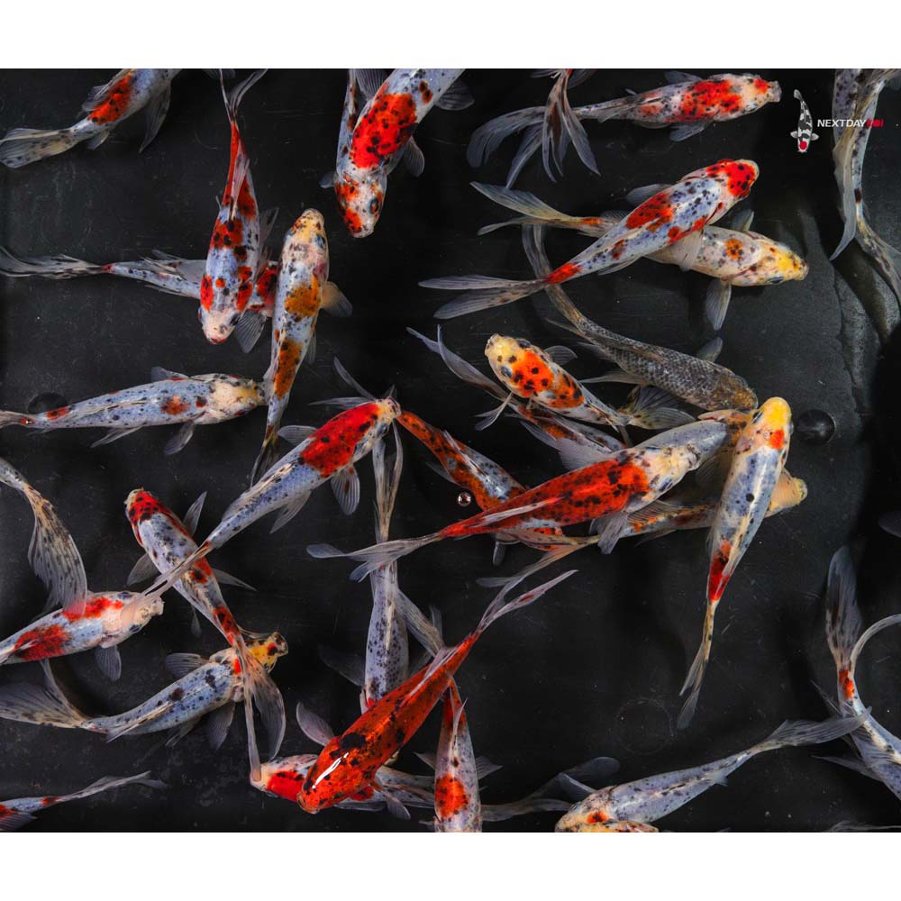 5-6” Imported Shubunkin Goldfish - Image 4