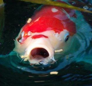 Koi at surface of water|Yoda Aeromonas|platinum pro probiotic koi food|merchurochrome bottle to treat Aeromonas