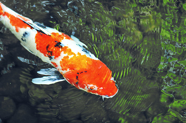 Cruising Koi|Nitrogen Cycle in a Koi Pond|Koi swimming amongst lilies
