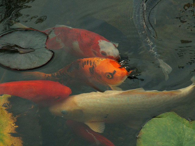 Koi fish swimming under lily pads|Mobile Quarantine Tank for Koi fish|Indoor-outdoor Koi pond