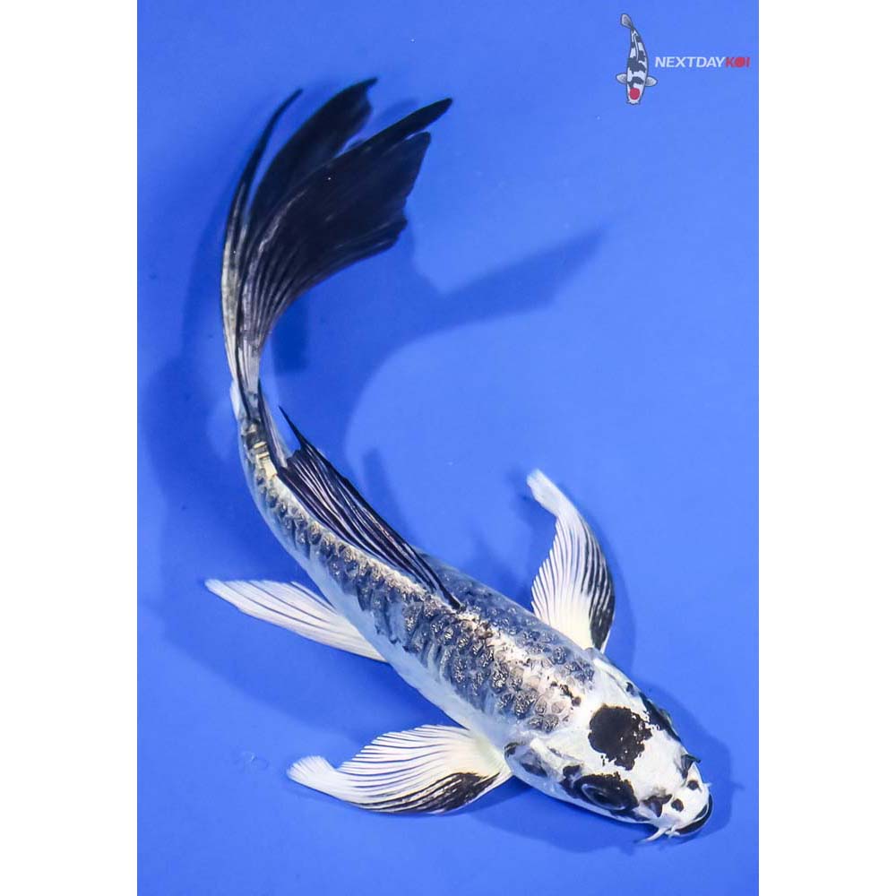 6” Imported Armor Scaled Gin Matsuba Butterfly Koi