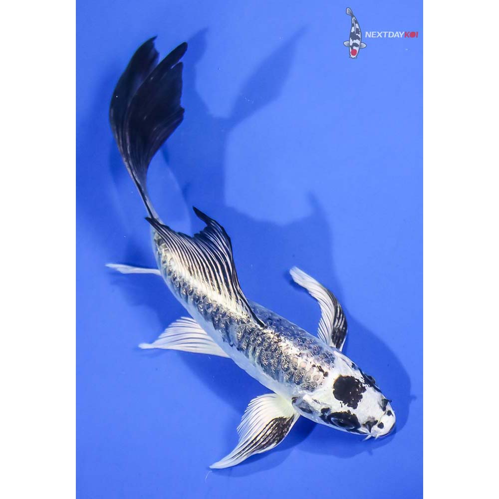 6” Imported Armor Scaled Gin Matsuba Butterfly Koi - Image 3