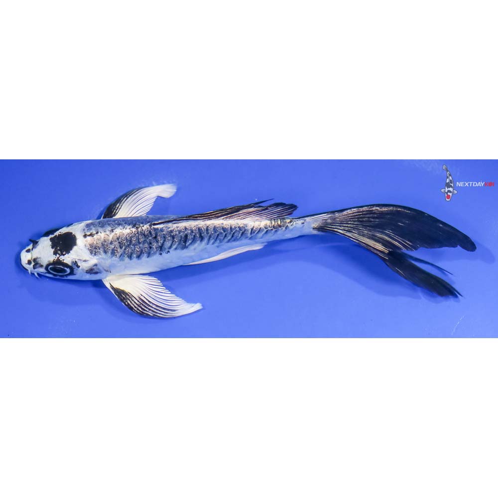 6” Imported Armor Scaled Gin Matsuba Butterfly Koi - Image 4