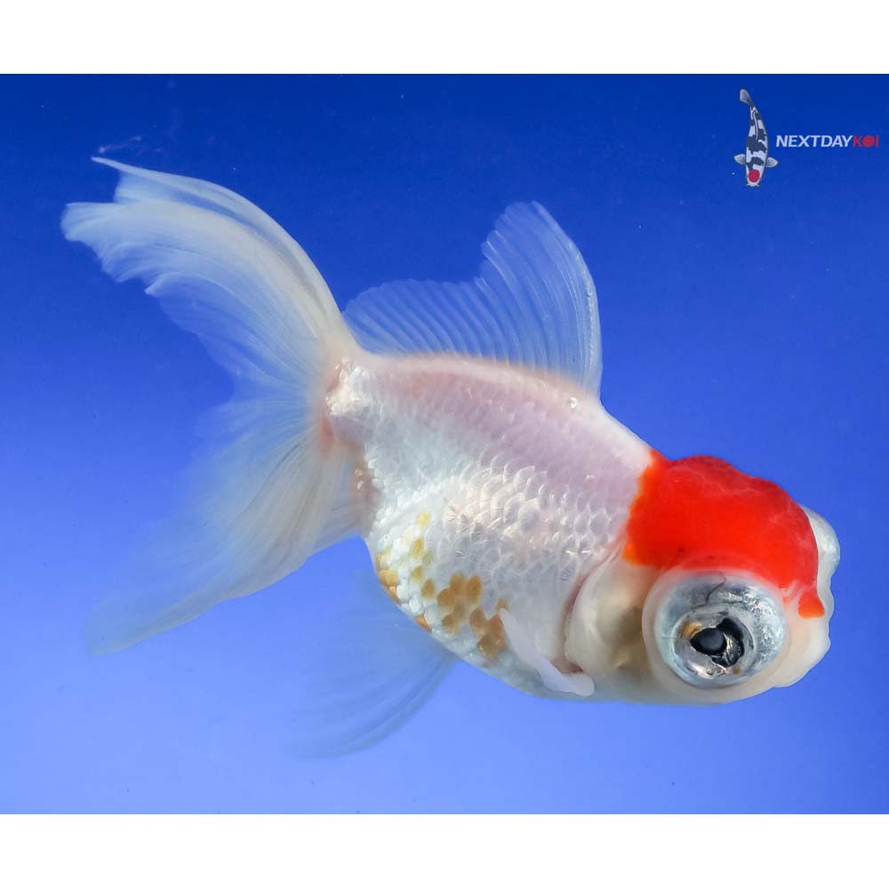 4.5” Imported Red and White Butterfly Tail - Image 2