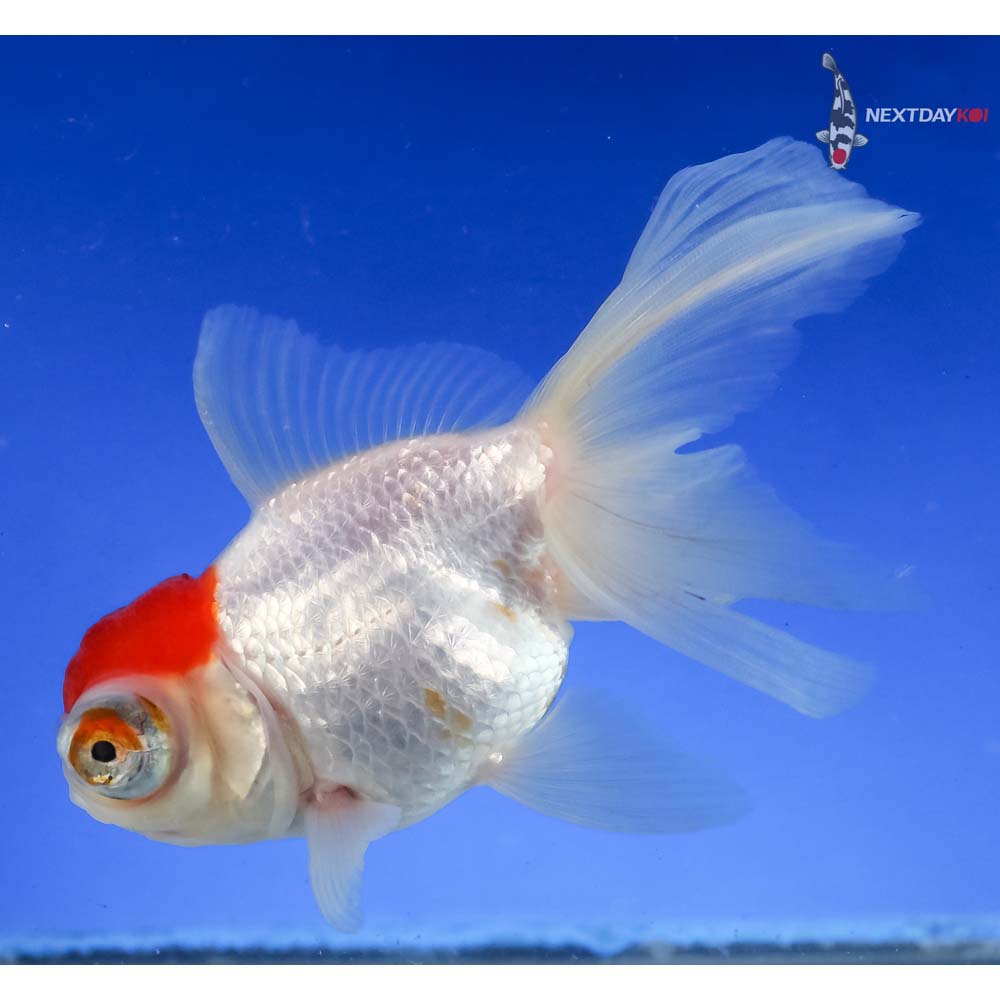 4.5” Imported Red and White Butterfly Tail - Image 3