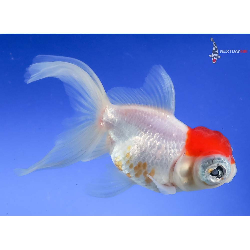 4.5” Imported Red and White Butterfly Tail - Image 4