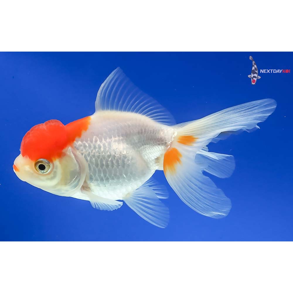 4” Imported Red and White Oranda - Image 2