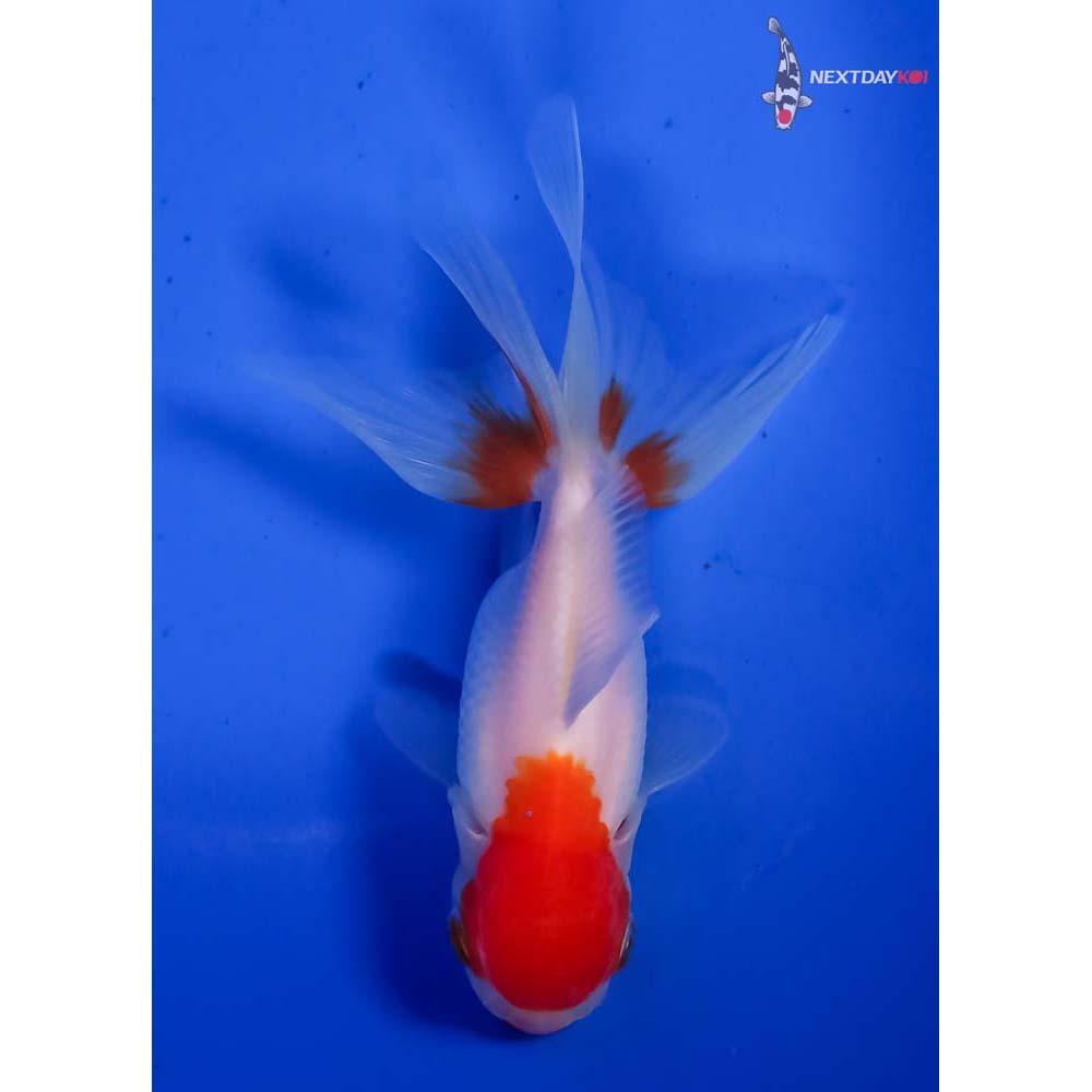 4” Imported Red and White Oranda - Image 3
