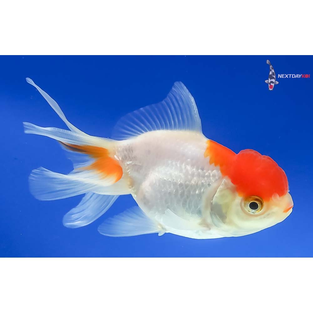 4” Imported Red and White Oranda - Image 4