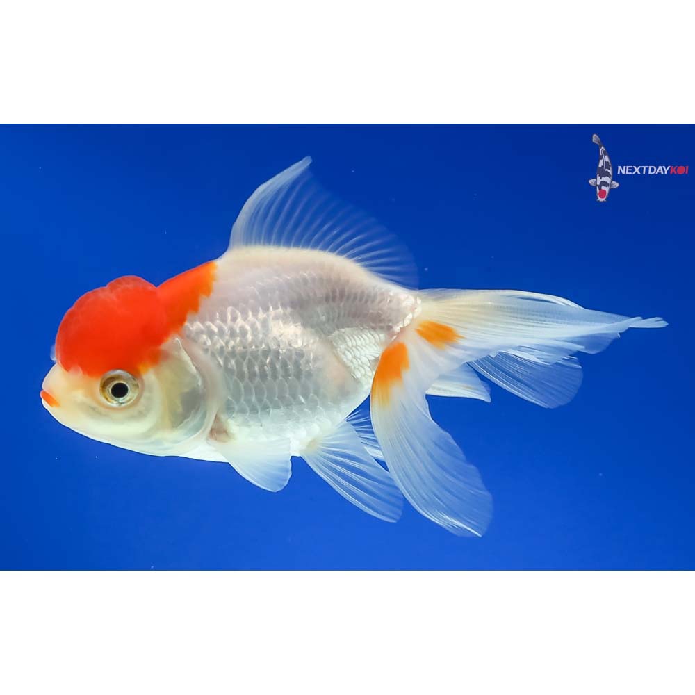 4” Imported Red and White Oranda - Image 5