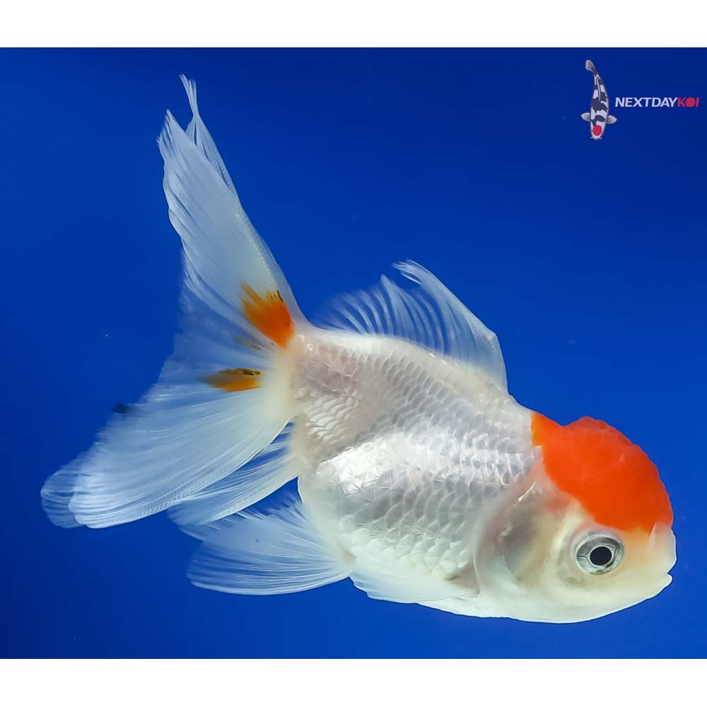 4” Imported Red Cap Oranda
