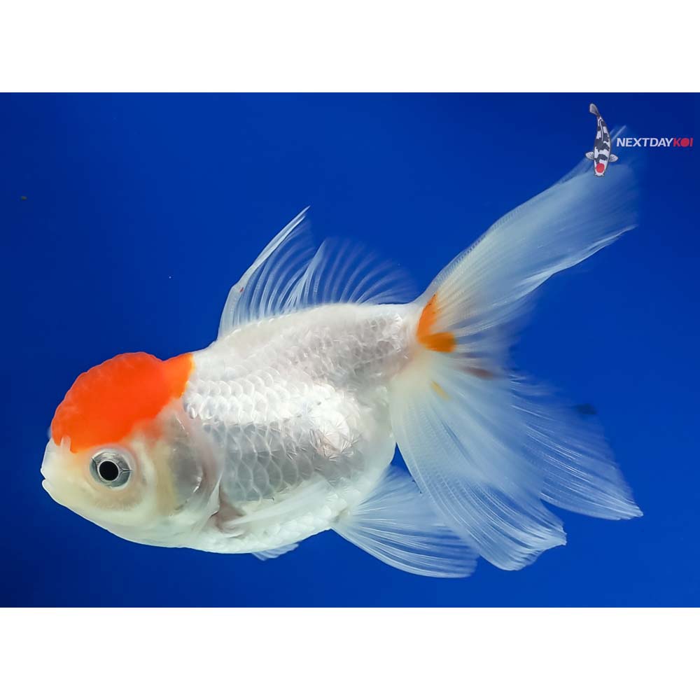 4” Imported Red Cap Oranda - Image 2