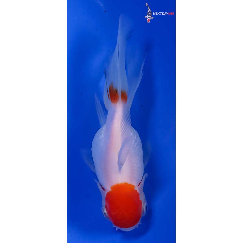 4” Imported Red Cap Oranda - Image 3
