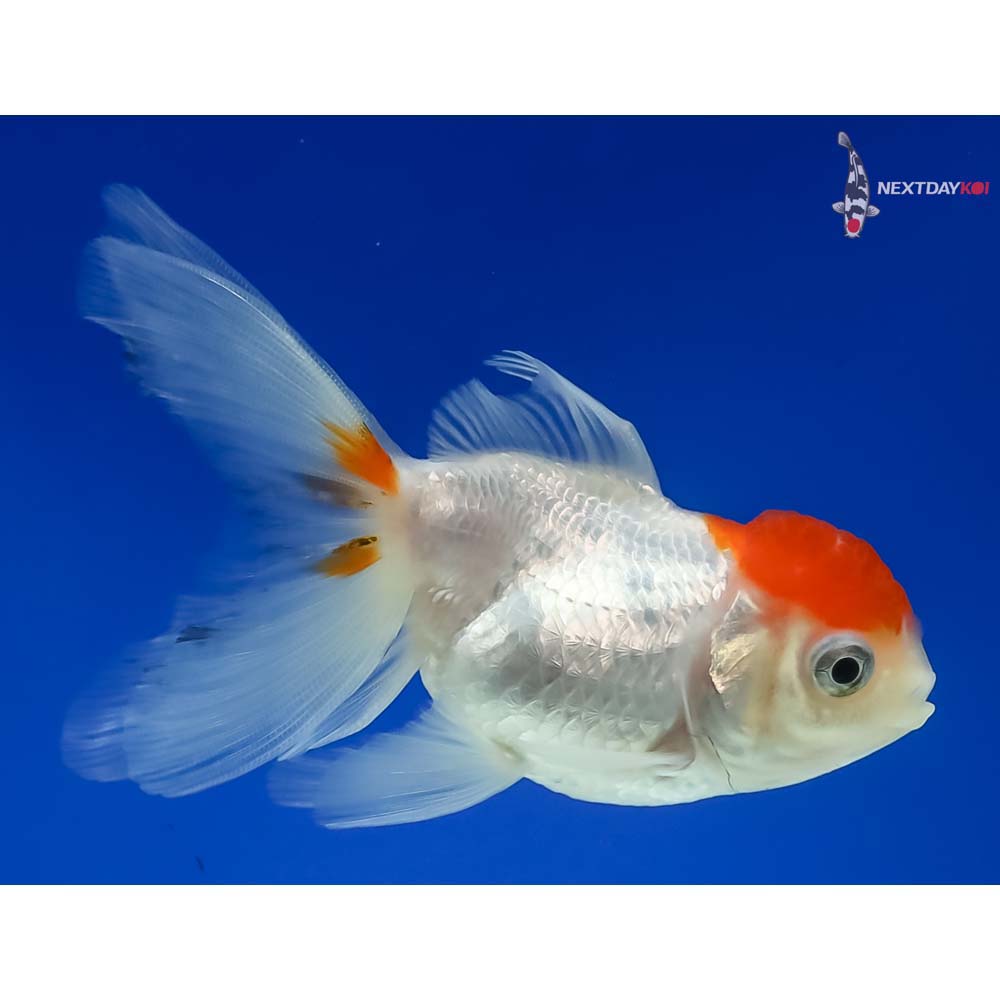 4” Imported Red Cap Oranda - Image 4
