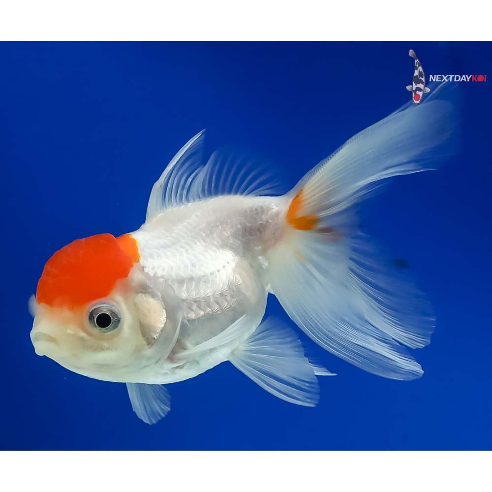 4” Imported Red Cap Oranda - Image 5