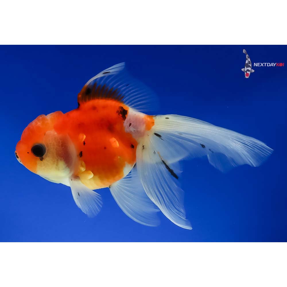 4” Imported Male Calico Oranda - Image 2