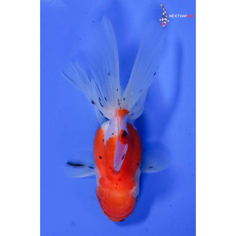 4” Imported Male Calico Oranda - Image 3