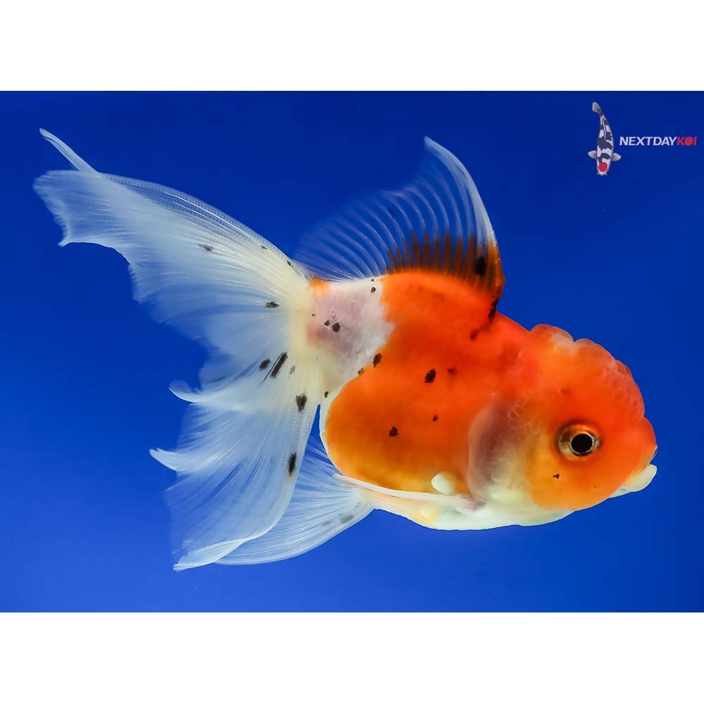 4” Imported Male Calico Oranda - Image 4