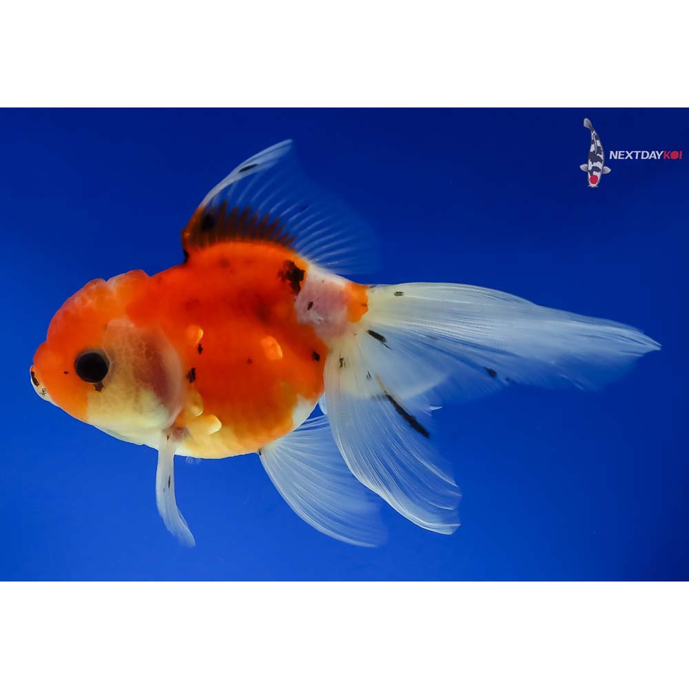 4” Imported Male Calico Oranda - Image 5