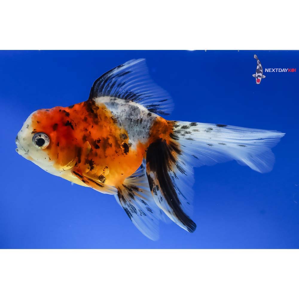 4” Imported Calico Oranda - Image 2