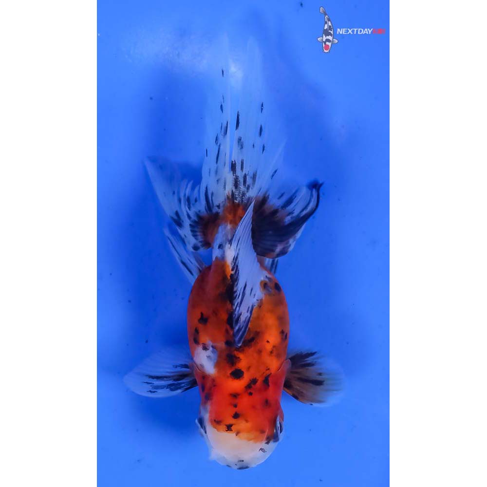 4” Imported Calico Oranda - Image 3