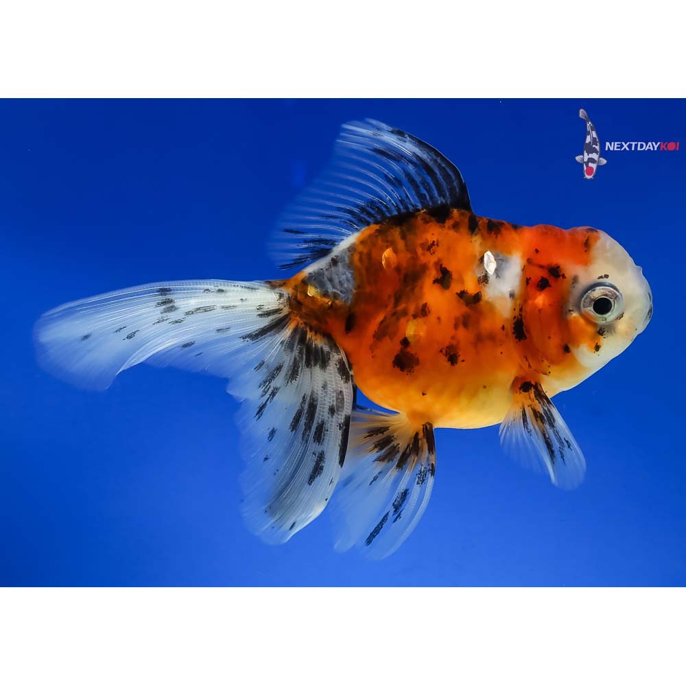 4” Imported Calico Oranda - Image 4