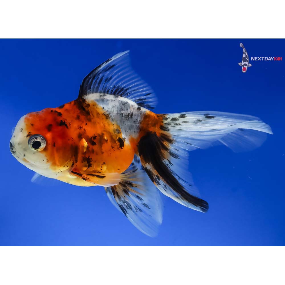 4” Imported Calico Oranda - Image 5